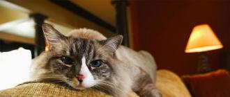 Как вывести с дивана запах кошачьей мочи, народные методы